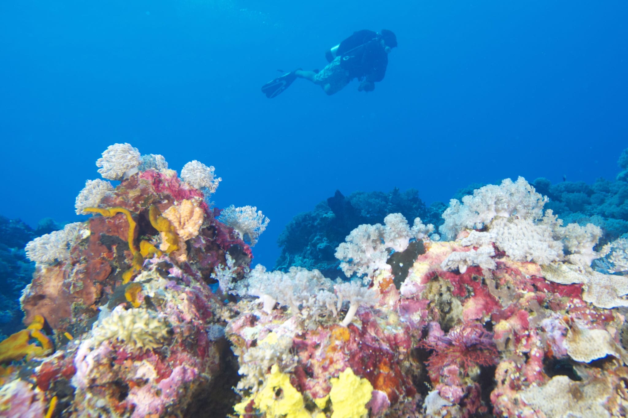 Reef diver on Aquatic Sports scuba vacation